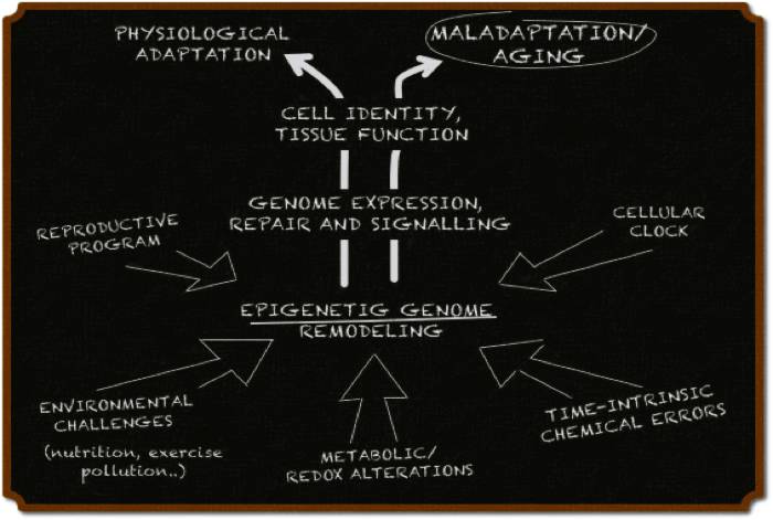 process schema