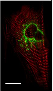 cell signalling