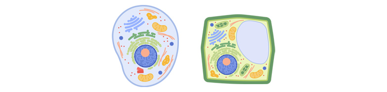 La cellula come unità di base dei viventi