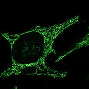 Mitochondria STED microscopy