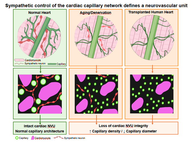 Articolo Prof. Zaglia