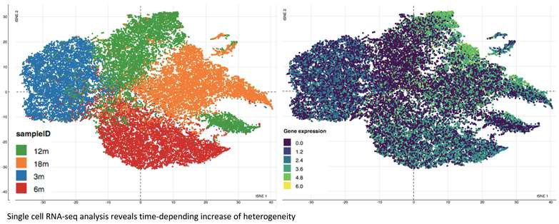 Single cell RNA-seq analysis reveals time-depending increase of heterogeneity