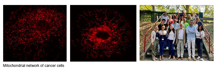 Mitochondrial network of cancer cells