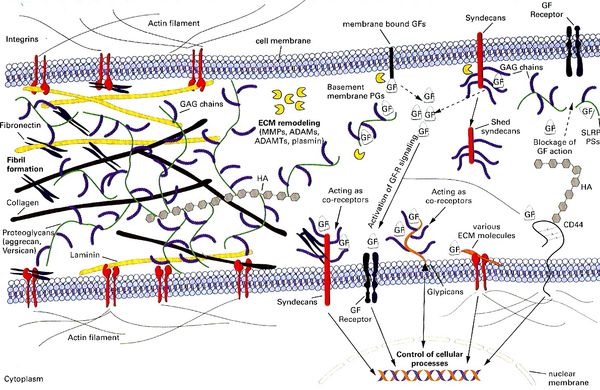 Extracellular Matrix (Ecm) Pathobiology