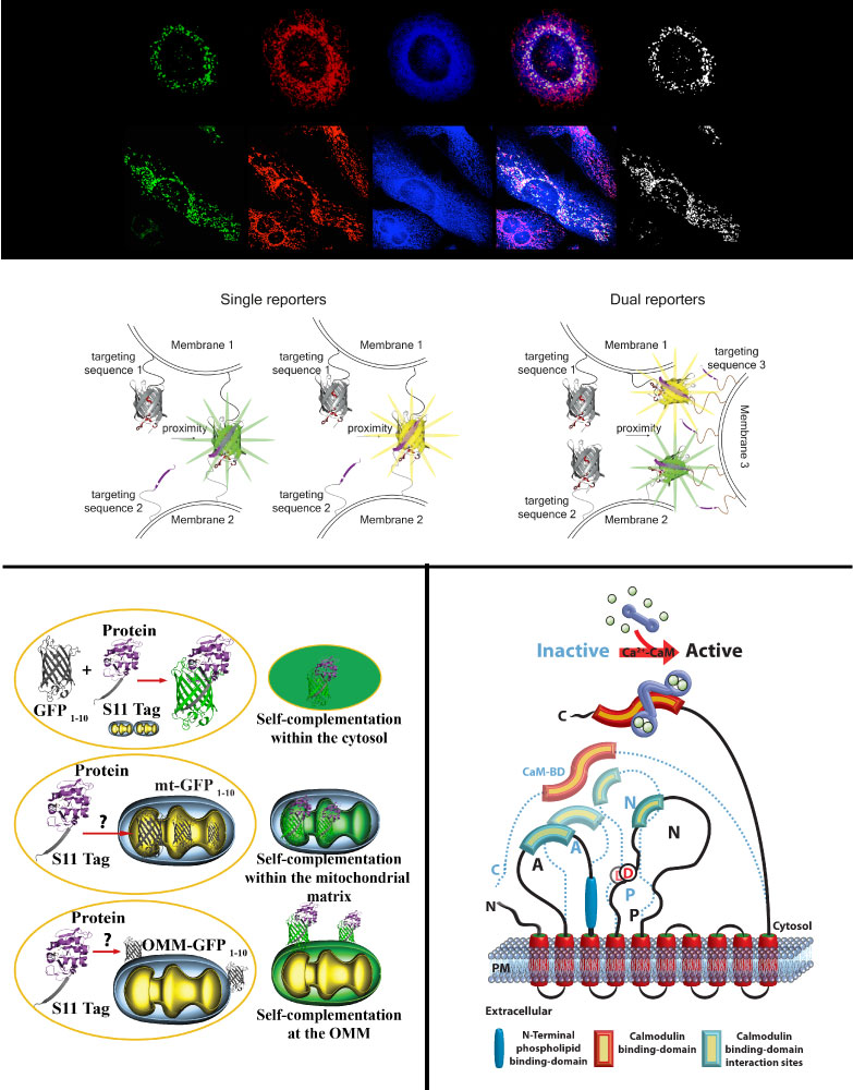 Macromolecular complexes and Membrane contact sites